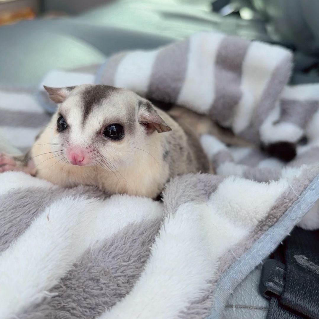 ครอบครัวชูก้า โมชิ ยูริ เบนโตะ