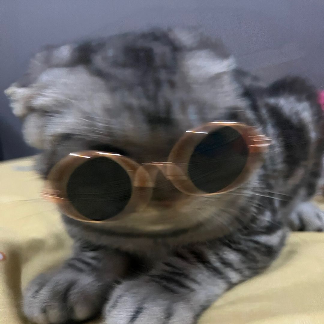 ออดี้แมวเอ๋อ 🤪