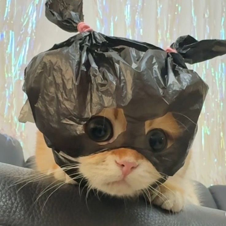 Mochi_