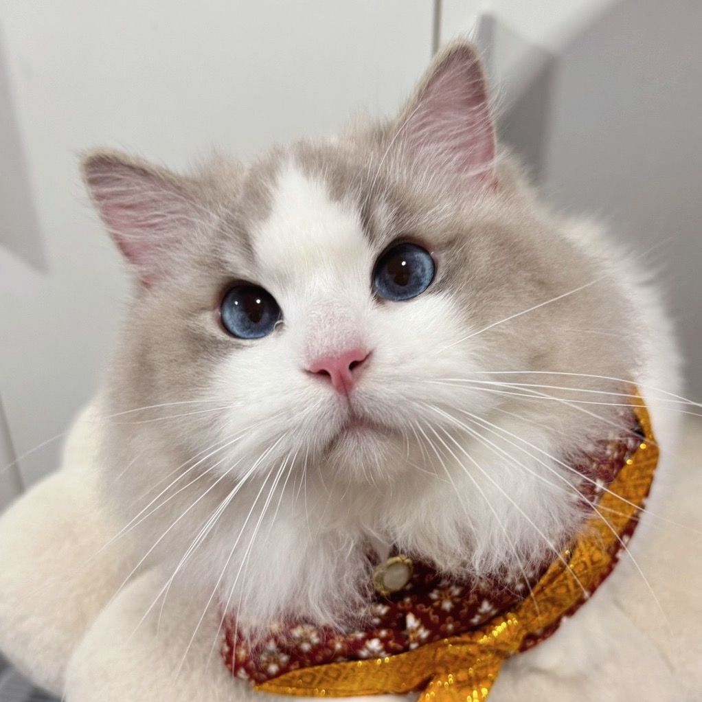 บาร์ดี้จะกินฟรีซดราย