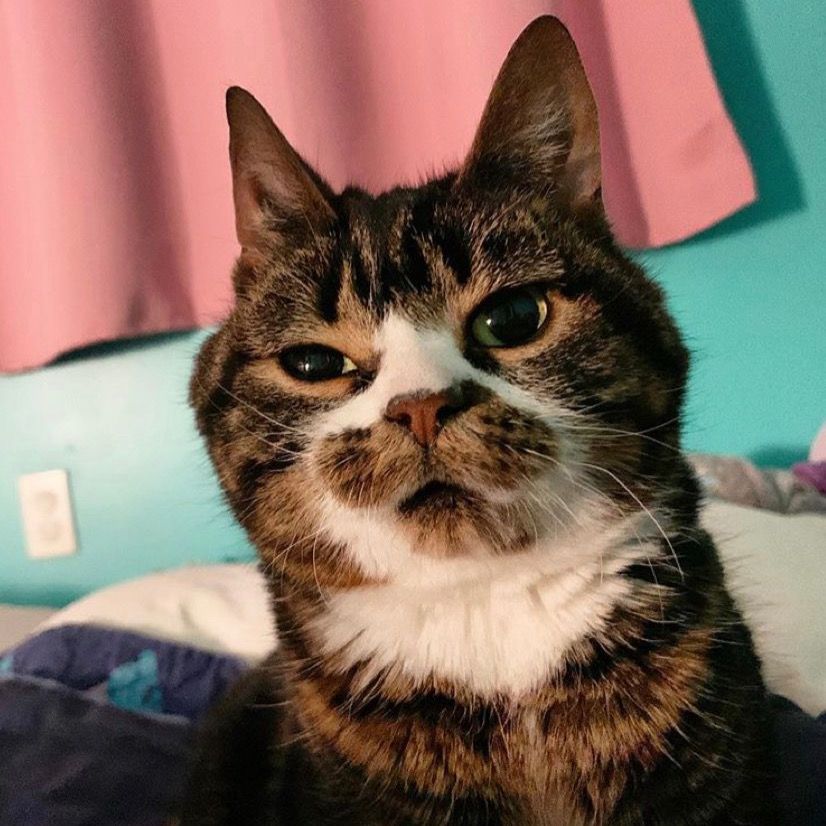 แก๊งส์แมวหมาป่วนโลก