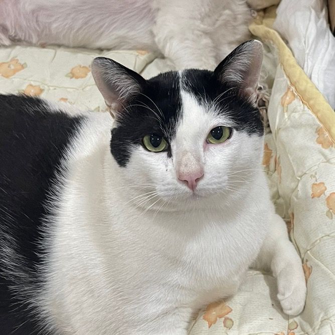 เต้าหู้แมวหรือหมู&หิมะสุดหล่อ