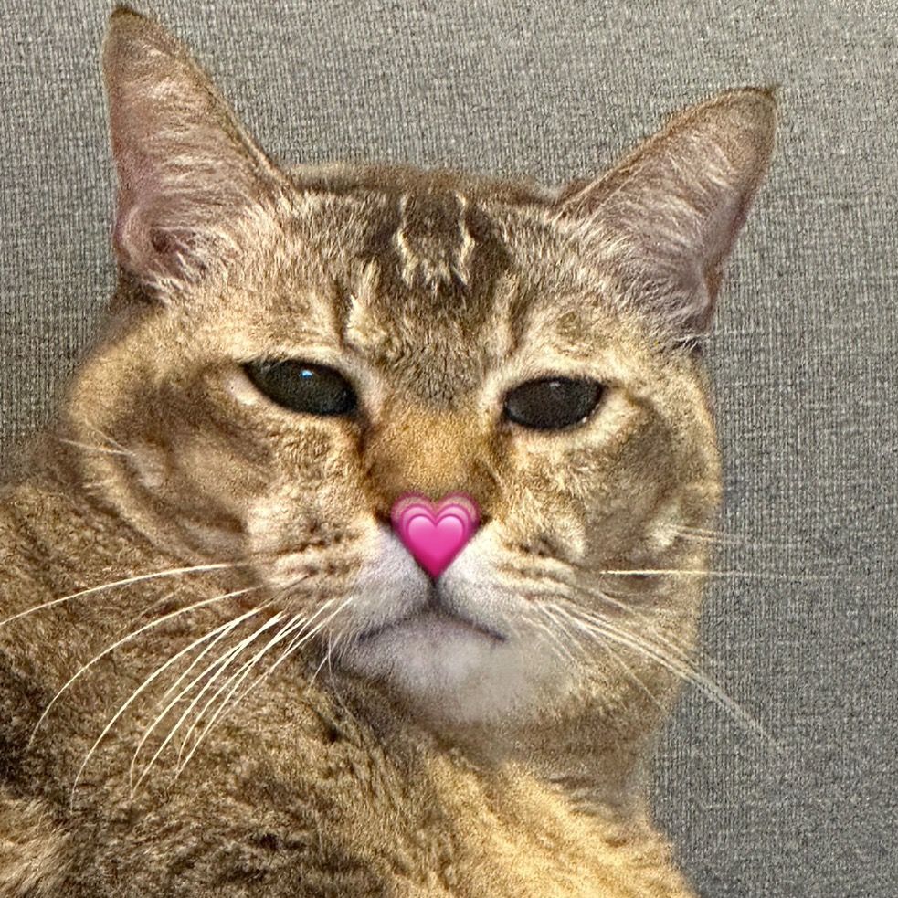 ร่ำรวยแมวหมู