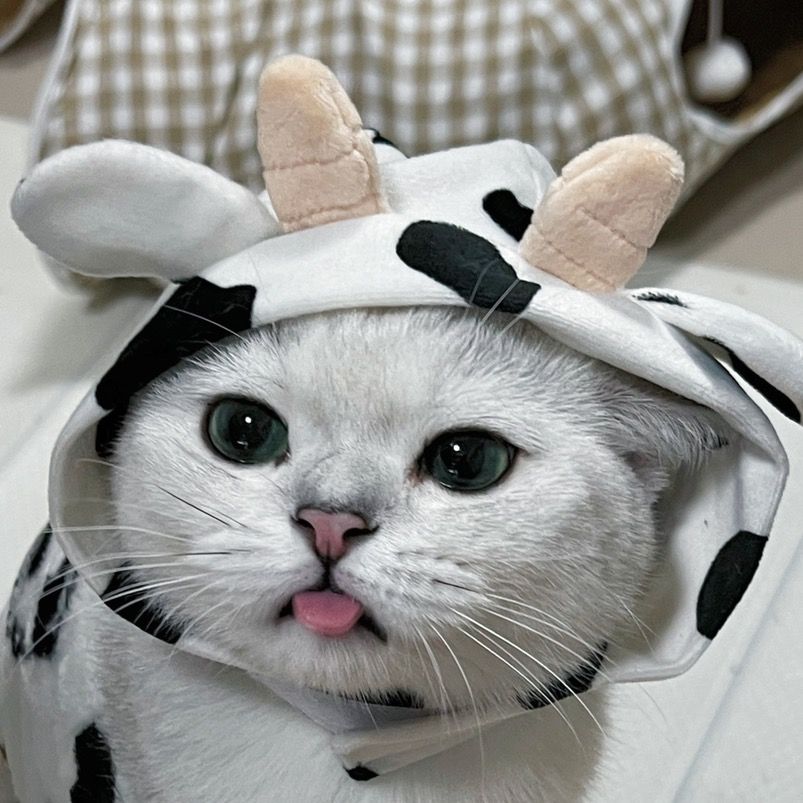 คิมบับครับผม