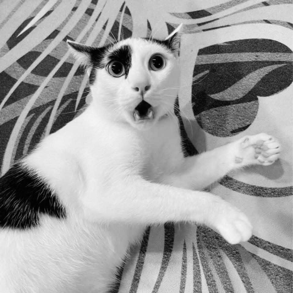 ป๊อบคอร์นแมวเถียงเก่ง