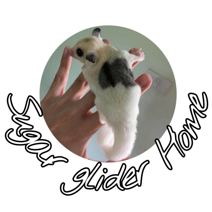 Sugar glider Home