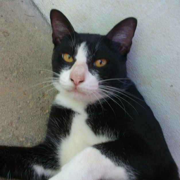 นัท ประมาณ นี้