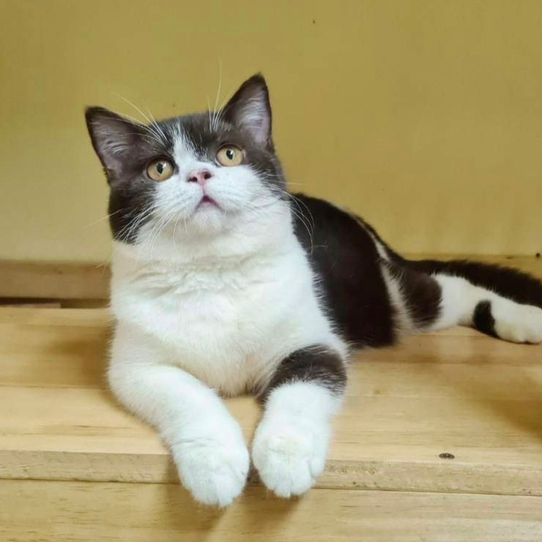 บ้านแมวน้อยหอยสังข์ cattery