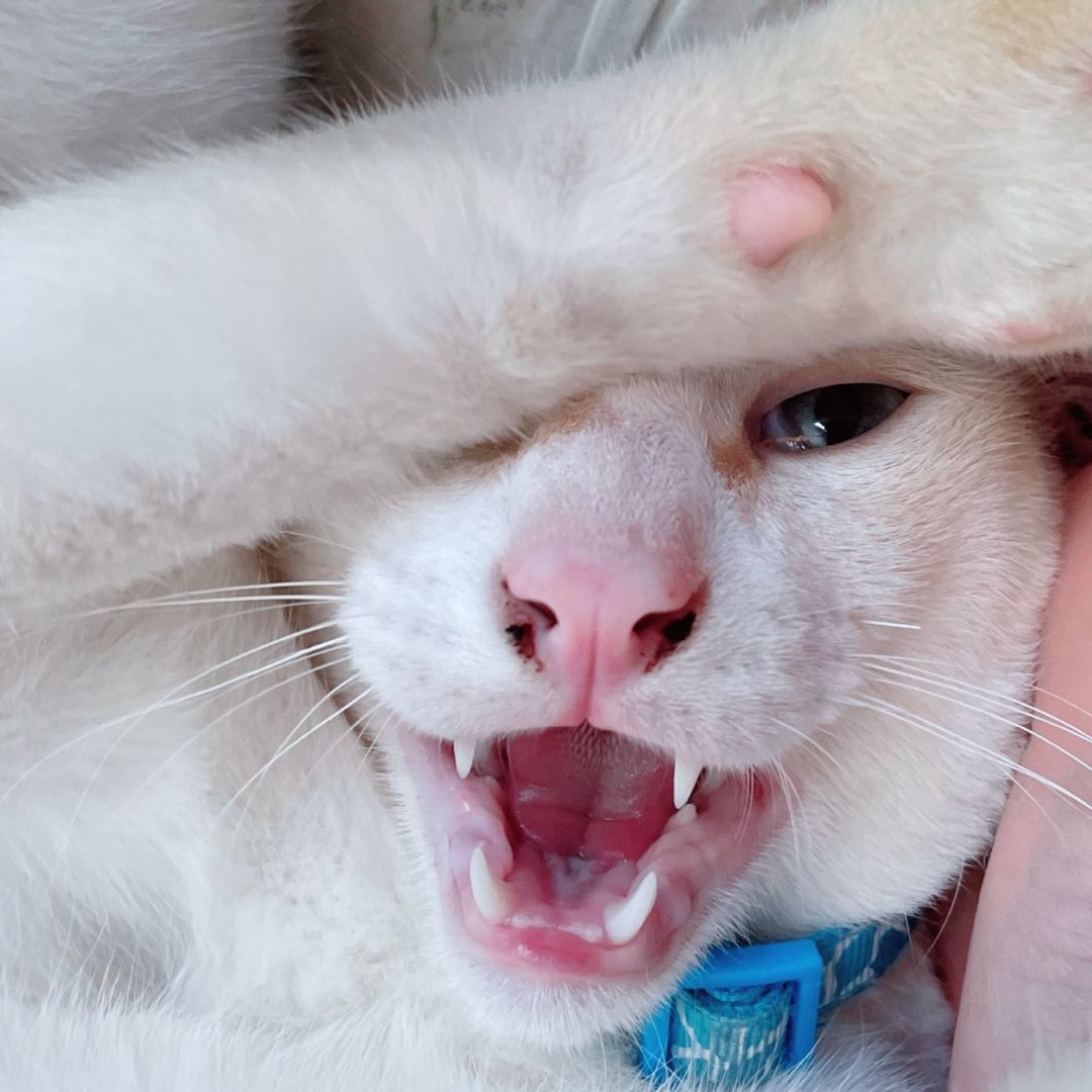 ครอบครัวสดใสเปงแงว